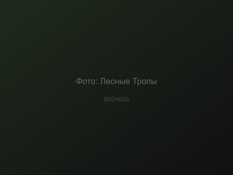 Лесные Тропы
